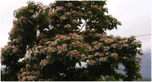 Chlerodendron