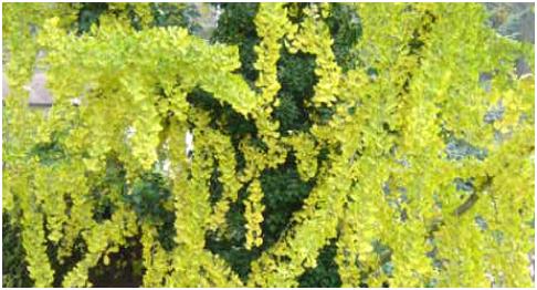 GinkoBiloba