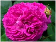 reinedesViolettes