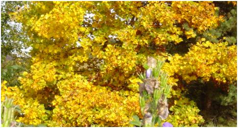 lierodendron