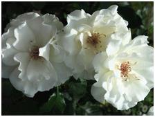 MargarethMerryll