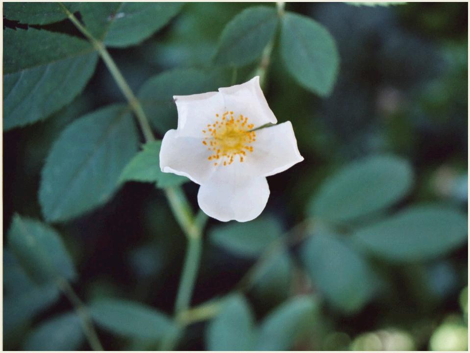 moschata